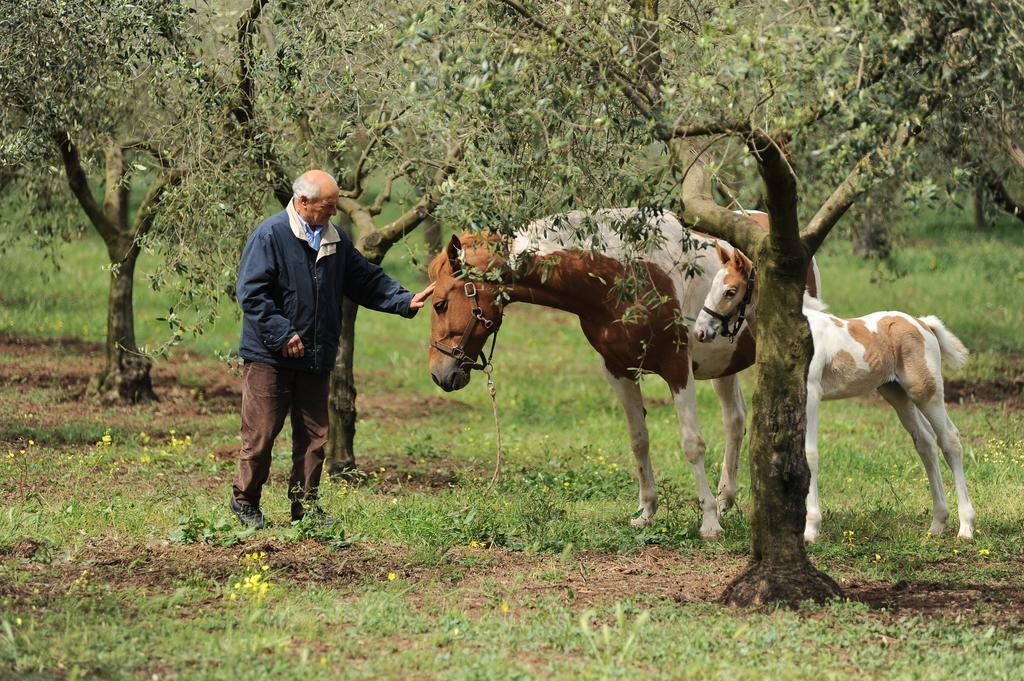 Agriturismo Frantoio Mafrica Limbadi Extérieur photo